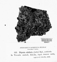 Phaeophyscia orbicularis image